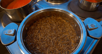 Où manger des insectes à Bruxelles? Manger des insectes