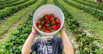 Les 4 meilleurs endroits où cueillir des fruits et légumes biologique près de Bruxelles? Où ceuillir des fruits près de Bruxelles? (c)Photo by Mick Haupt on Unsplash