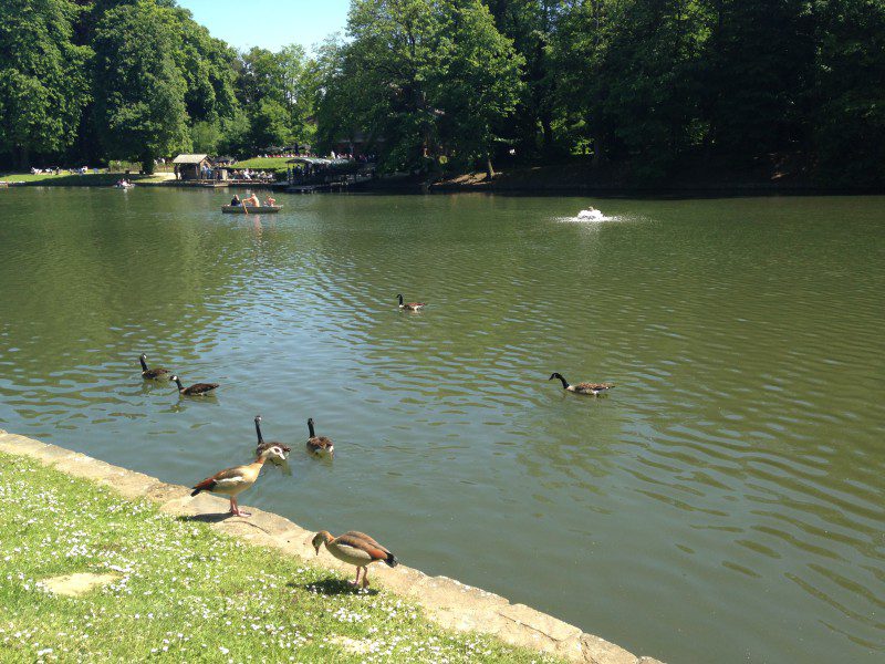 Le bois de la cambre à Ixelles