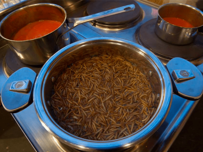 Where to eat insects in Brussels?