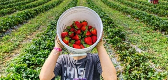 The 4 best places to pick organic fruit and vegetables near Brussels?