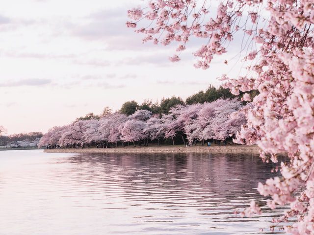 ブリュッセルのピンク色の花の中で日本の桜はどこで見られますか?