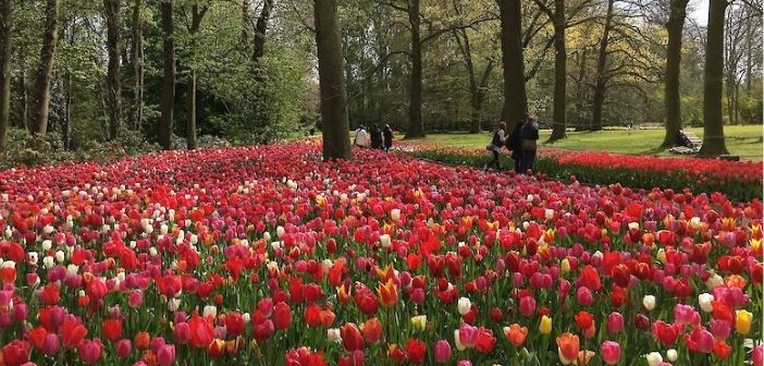 Floralia 2022 Bruselas: ver tulipanes en el Chateau de Grand Bigard