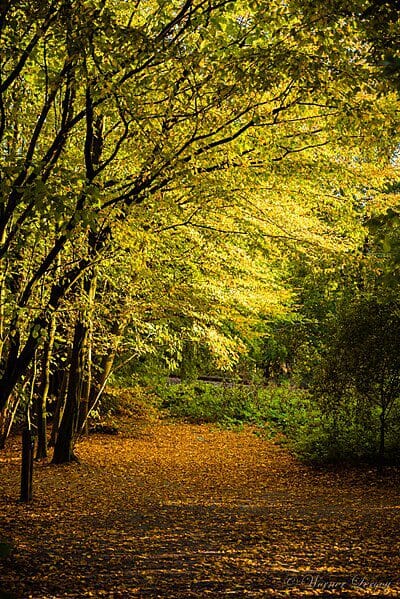 Laarbeekbos à Jette (c) Photo Filharmoniker sur Wikipedia