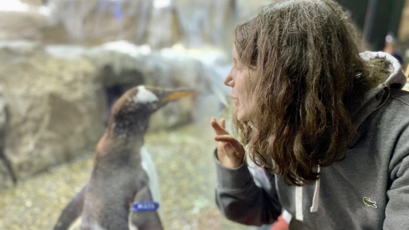 Welche sind die besten Zoos und Tierparks in Belgien?