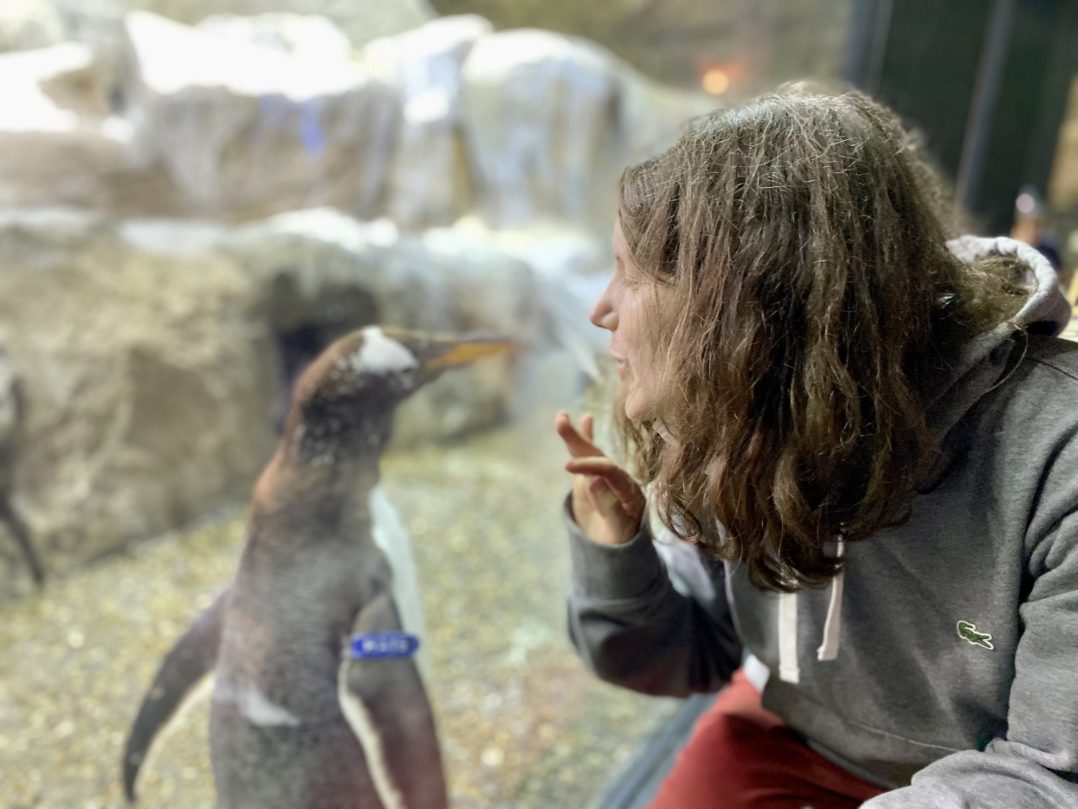 Quins són els millors zoos i parcs d'animals per veure a Bèlgica?