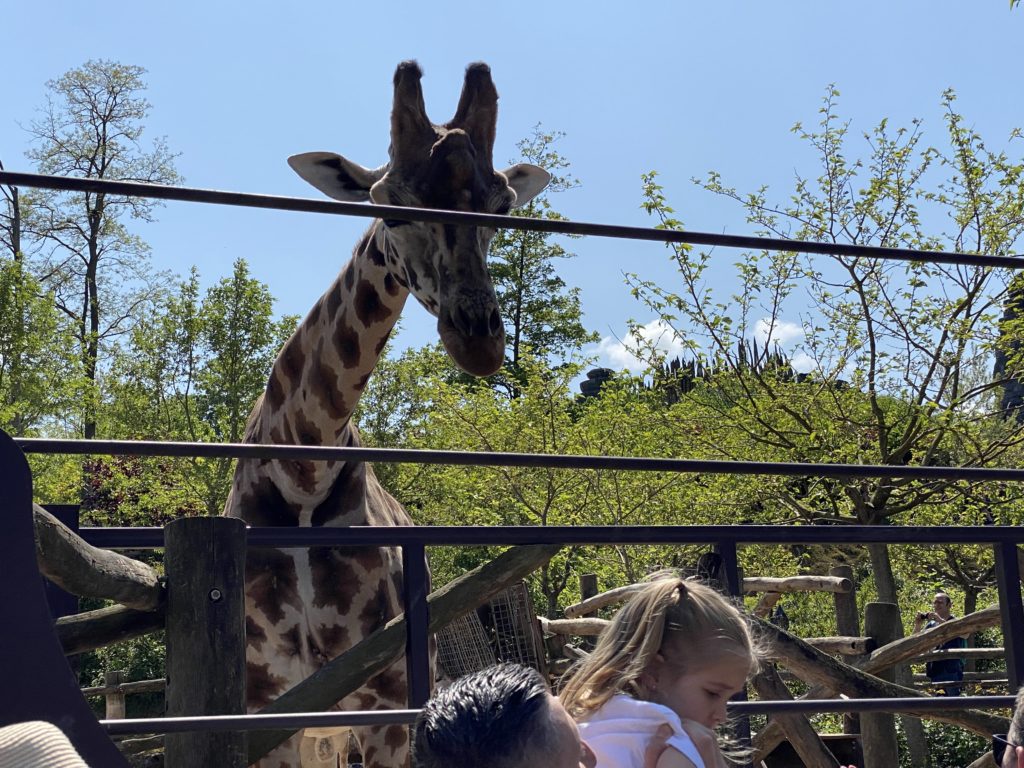 La Girafe de Pairi Daiza