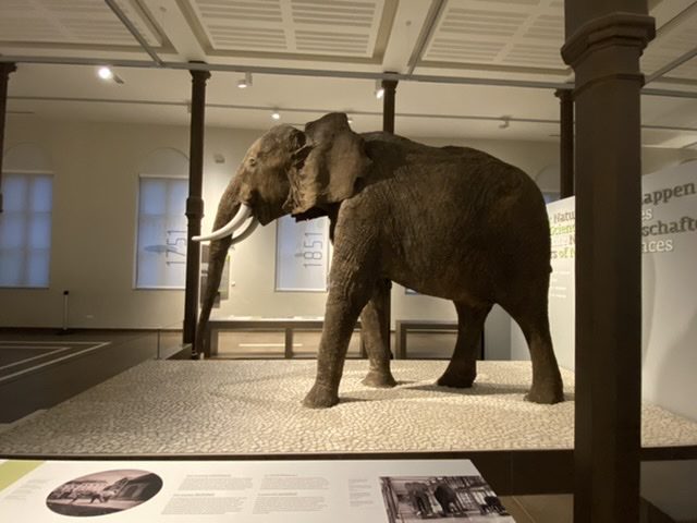 Musée des sciences Naturelles (c) Pierre Halleux