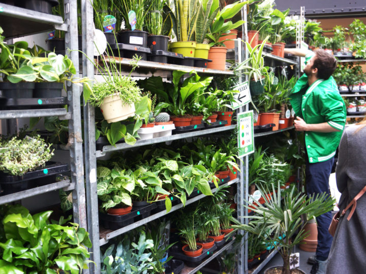 在布鲁塞尔购买便宜的植物来打造绿色室内！