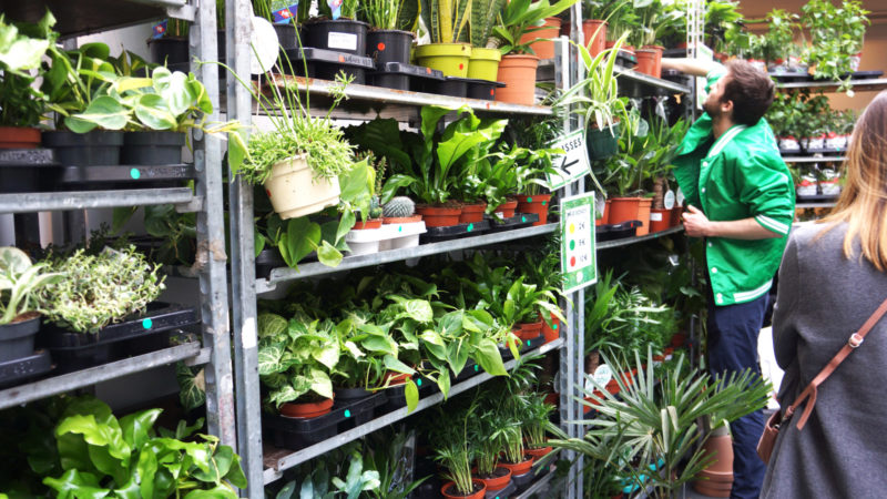 Köp billiga växter för en grön inredning i BRYSSEL!