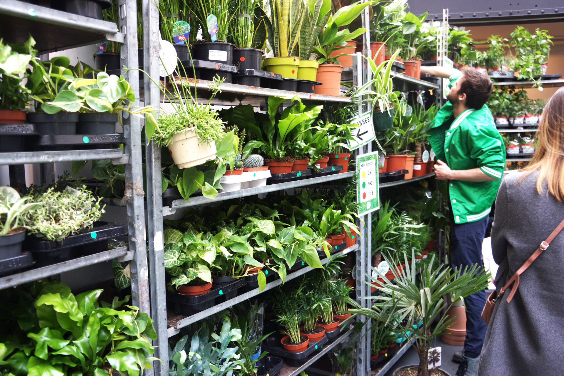 Buy inexpensive plants for a green interior in BRUSSELS!