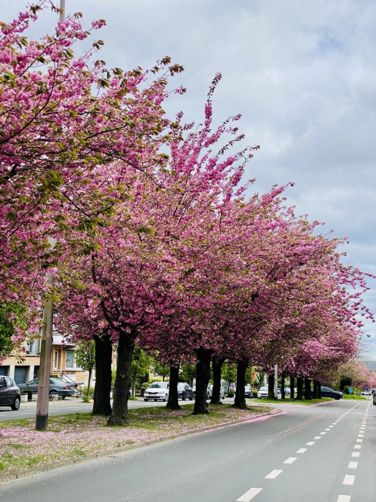 Cerisier en fleur à Bruxelle (c) Pierre Halleux