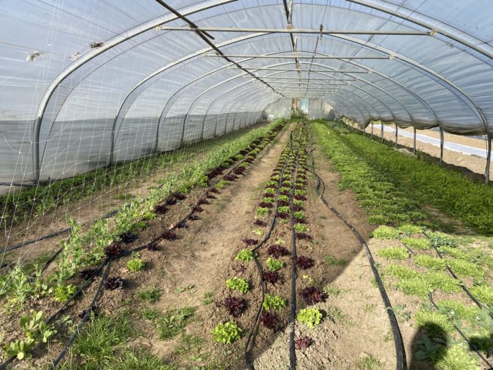 🥕 Les 4 meilleurs endroits pour acheter des produits de la ferme à Bruxelles