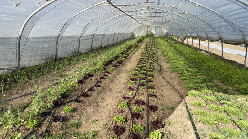 🥕 Les 4 meilleurs endroits pour acheter des produits de la ferme à Bruxelles