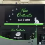 le chatouille bar à chat: bar insolite à Bruxelles