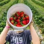 Où ceuillir des fruits près de Bruxelles? (c)Photo by Mick Haupt on Unsplash