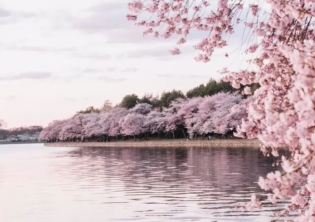 Where to see the Japanese cherry blossoms in pink flowers in Brussels?