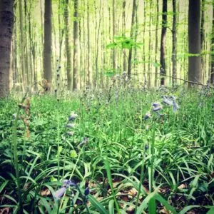 Άγριος υάκινθος στο δάσος του Halle