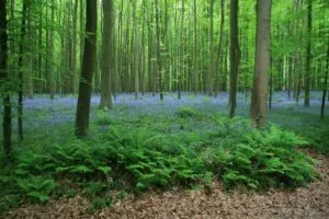 Wild Hyacinth του Peter Bromley (γ) Unsplash