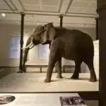 Musée des sciences Naturelles (c) Pierre Halleux