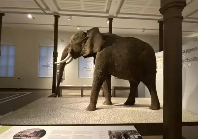 Descubre el arte de Bruselas sin romper el banco: todo sobre el "pase de museo"